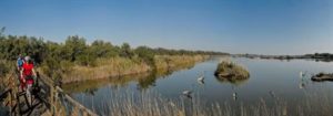 Delta-Farräder-Copyright-Turismo-Ferrara-300x105 Herbstsaison mit Flamingo Watching im Mündungsdelta des Po