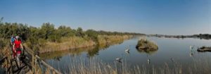 Herbstsaison mit Flamingo Watching im Mündungsdelta des Po Delta-Farräder-Copyright-Turismo-Ferrara-300x105 Herbstsaison mit Flamingo Watching im Mündungsdelta des Po