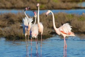 Flamingos-Parco-del-Delta-del-Po-Maggioni-300x200 Herbstsaison mit Flamingo Watching im Mündungsdelta des Po