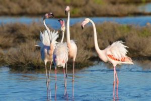 Herbstsaison mit Flamingo Watching im Mündungsdelta des Po Flamingos-Parco-del-Delta-del-Po-Maggioni-300x200 Herbstsaison mit Flamingo Watching im Mündungsdelta des Po
