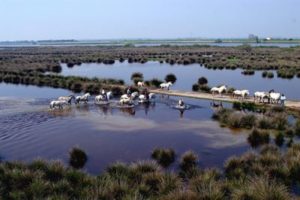 PoDeltaPark-Copyright-Archivio-Po-Delta-Turismo-300x200 Herbstsaison mit Flamingo Watching im Mündungsdelta des Po