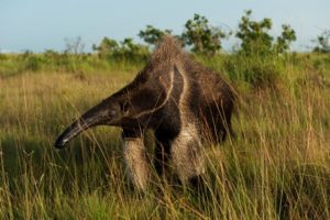„Giganten“ statt „Big Five“ – Spektakuläre Tierwelt im Dschungel von Guyana – Soft-Adventure-Touren für Touristen „Giganten“ statt „Big Five“ – Spektakuläre Tierwelt im Dschungel von Guyana – Soft-Adventure-Touren für Touristen