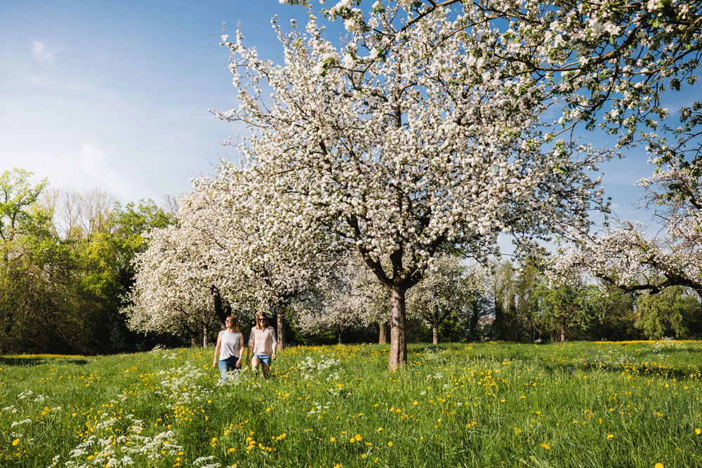 Egnach_Bluescht-©-Medienstelle-Thurgau-Tourismus Blüten- und Apfelparadies Thurgau