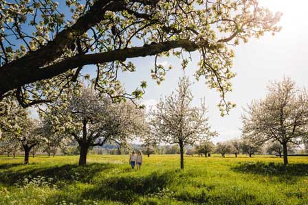 Egnach_Bluescht_1©Medienstelle-Thurgau-Tourismus-1 Blüten- und Apfelparadies Thurgau