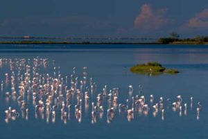 Die Musik spielt an der Adria – Anastacia kommt auch Flamingos-in-Comacchio-Foto-Flavio-Bianchedi-300x200 Die Musik spielt an der Adria – Anastacia kommt auch
