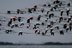 Mit der ganzen Familie ins Mündungsdelta des Po Flamingos-in-Comacchio-Copyright-Archivio-Po-Delta-Tourism-bis-300x200 Mit der ganzen Familie ins Mündungsdelta des Po