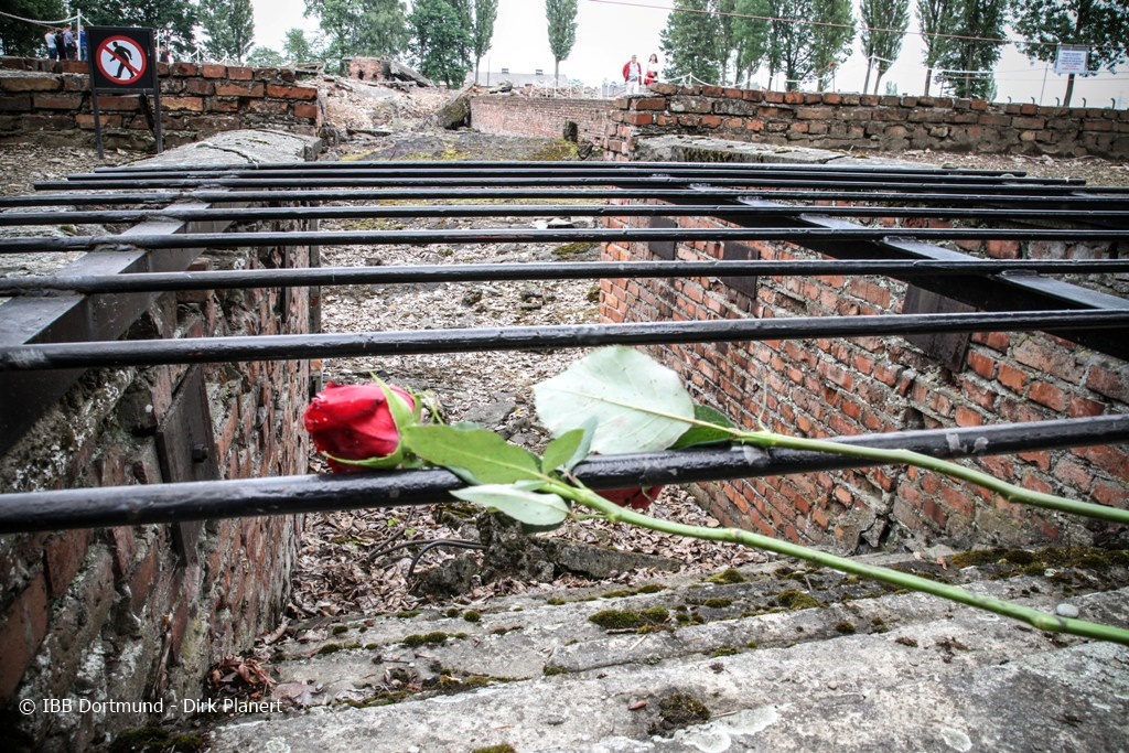 Blick auf zum Gedenken niedergelegte Rosen in der Gedenkstätte Auschwitz.