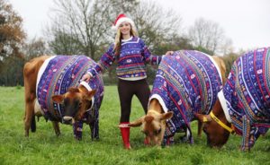 PR_Visit-Jersey_Christmas-Jumpers13-300x184 Jersey-Kühe im Weihnachtsdress – Farmerin Becky Houzé entwirft Festtags-Pullis für ihre „Girls“ – Kanalinsel rüstet zum Christmas Swim