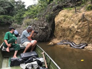 Der Luxus ungezähmter Natur – Mapari Wilderness Camp: Dschungel-Abenteuer in Guyanas Regenwald PR_Anaconda-300x225 Der Luxus ungezähmter Natur – Mapari Wilderness Camp: Dschungel-Abenteuer in Guyanas Regenwald