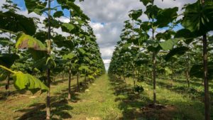 MyKiriTree investiert in Kiribaum-Pflanzungen in Kroatien Kiri-Baum-Plantage_MyKiriTree_web-300x169 MyKiriTree investiert in Kiribaum-Pflanzungen in Kroatien