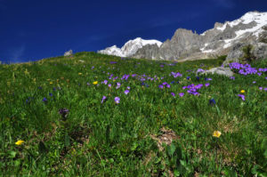 Einladung zu Seelensuppe und Lebenselixier ins Aostatal Primavera-Monte-Bianco_Aostatal-©Roberto-Maggioni_web-300x199 Einladung zu Seelensuppe und Lebenselixier ins Aostatal