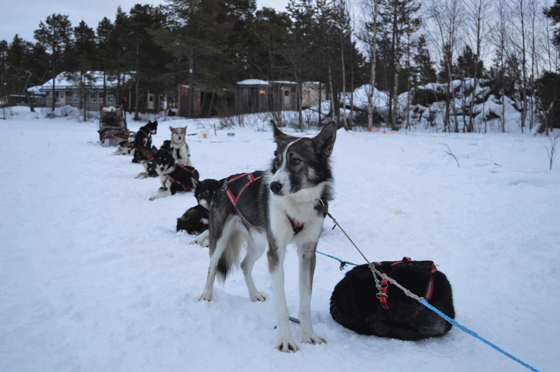 Hundeschlittentour Neue Silvester-Singlereise von Sunwave nach Schwedisch Lappland