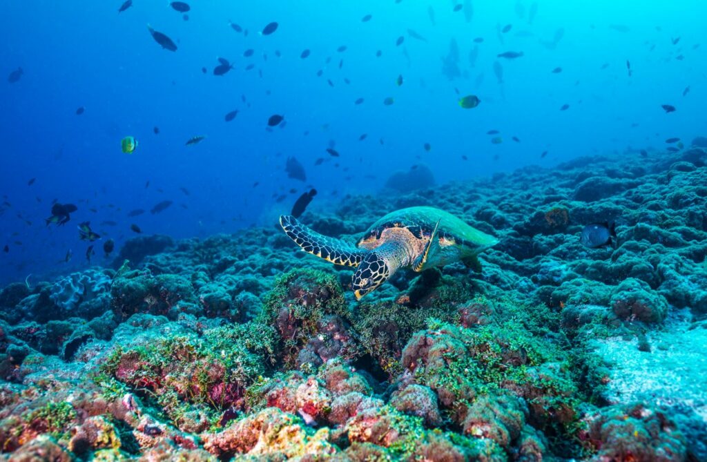 Einsatz nicht nur am WELTSCHILDKRÖTENTAG (23. Mai 2023): Upload-Meereschildkroete-1024x669 Einsatz nicht nur am WELTSCHILDKRÖTENTAG (23. Mai 2023):