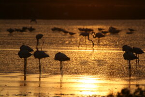 Sonnenuntergang-mit-Flamingos-300x200 Comacchio und das Po-Delta feiern den Fisch