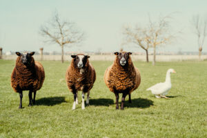 natuur-knokke-heist_53489001410_o-300x200 natuur-knokke-heist_53489001410_o