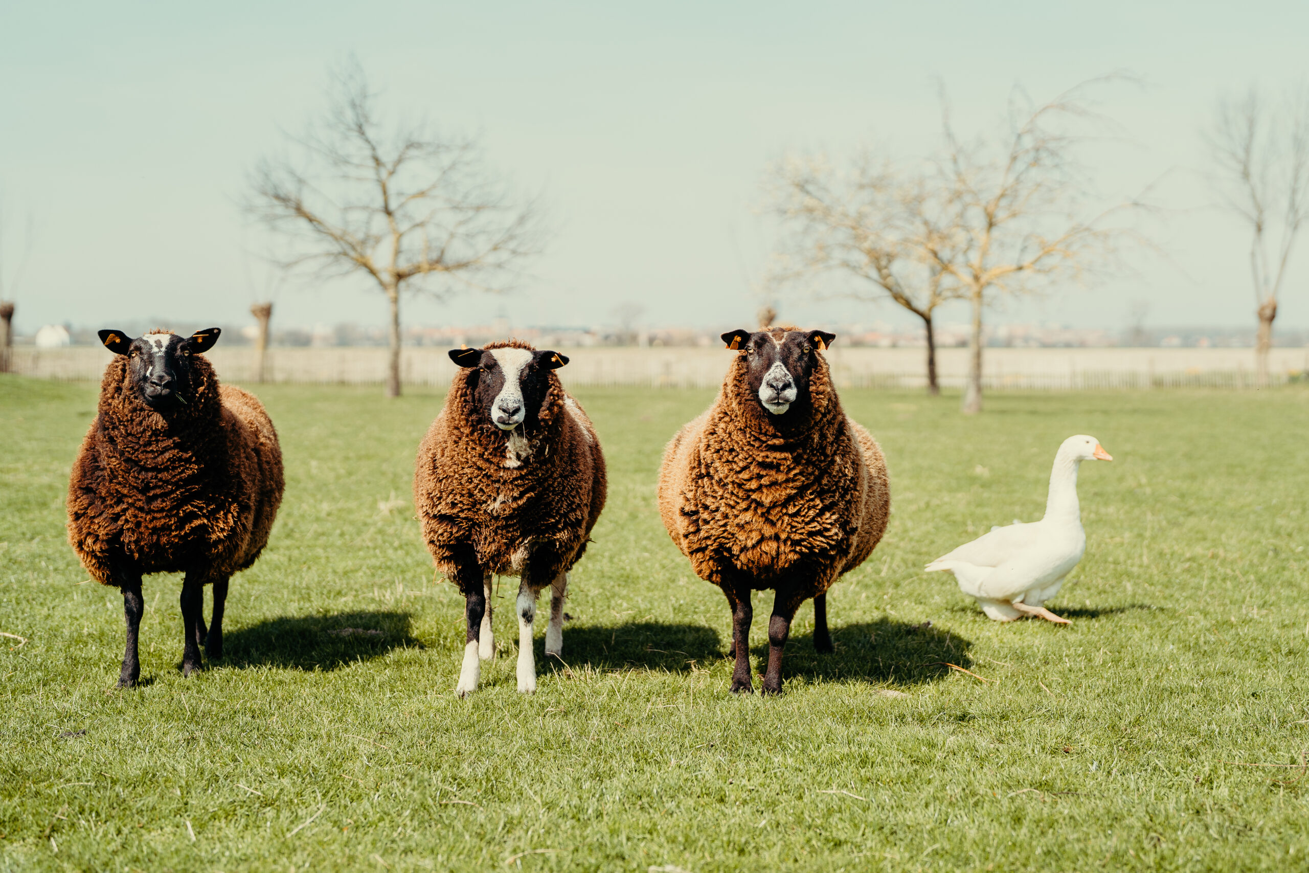 Knokke-Heist: Laufen, Genießen und Abenteuerwandern mit App natuur-knokke-heist_53489001410_o-scaled Knokke-Heist: Laufen, Genießen und Abenteuerwandern mit App