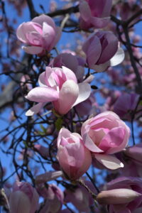 Kamelienbluete-Lago-Maggiore@R-200x300 